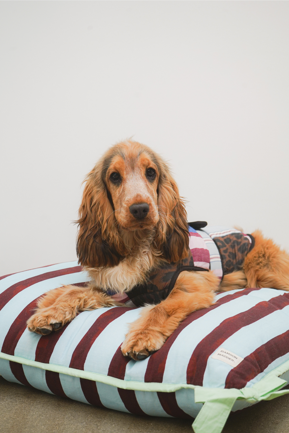 pet bed- multi stripe