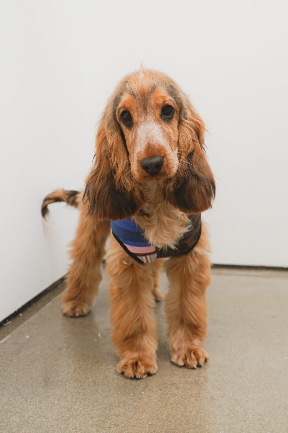 dog coat - patchwork