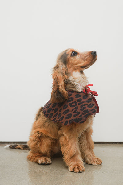 leopard print dog collar