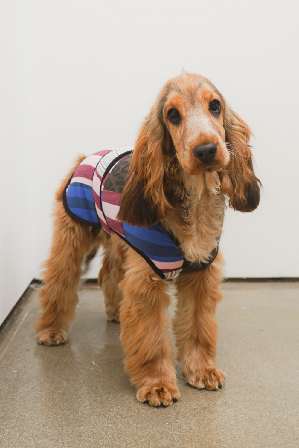 dog coat - patchwork