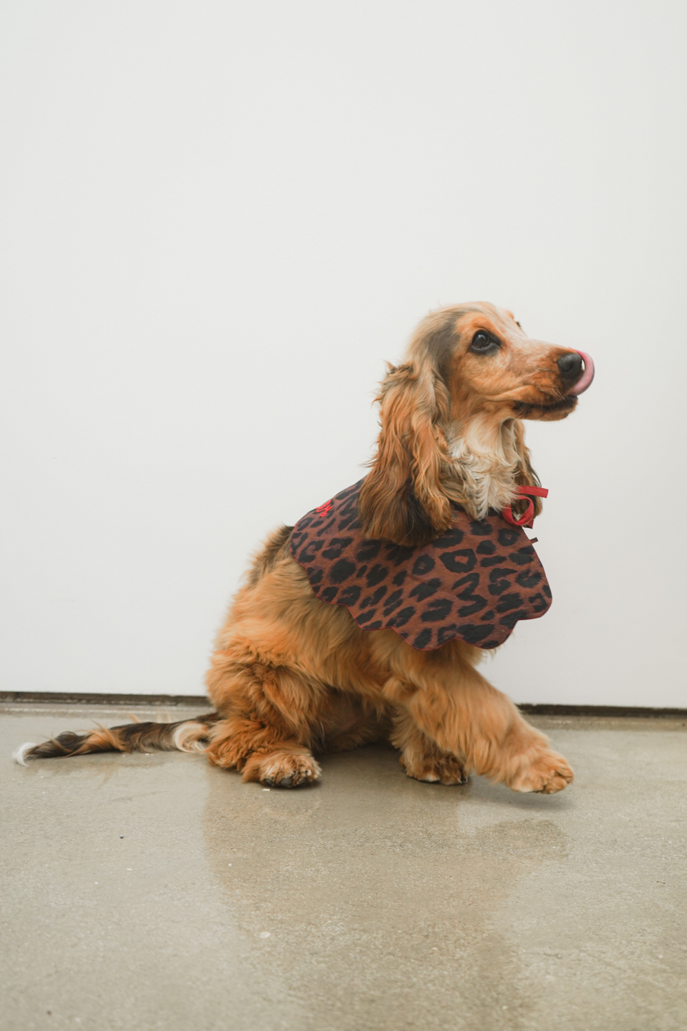 leopard print dog collar