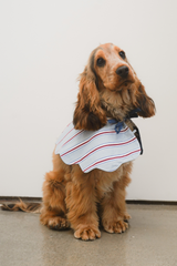 blue stripe dog collar