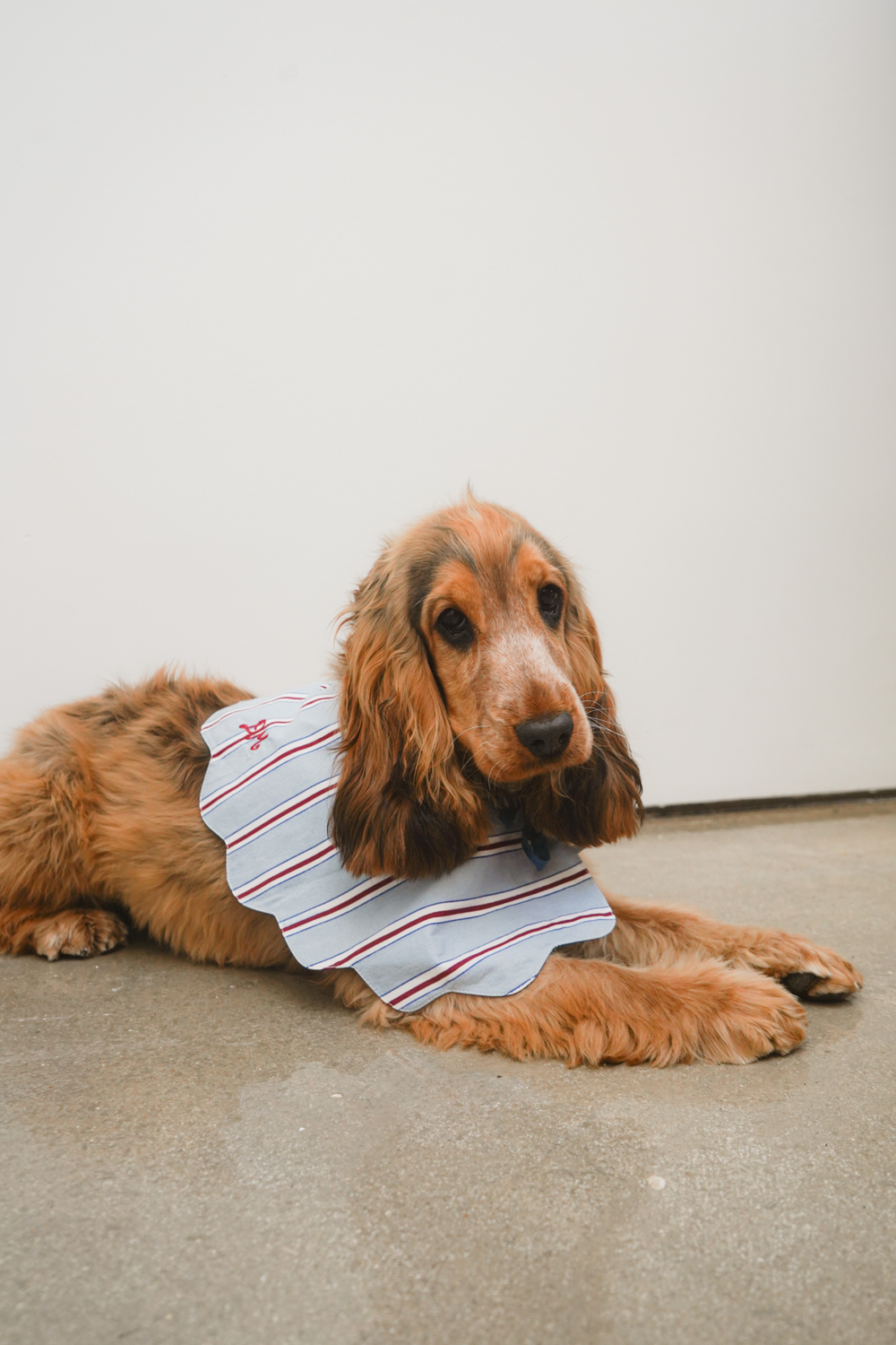 blue stripe dog collar