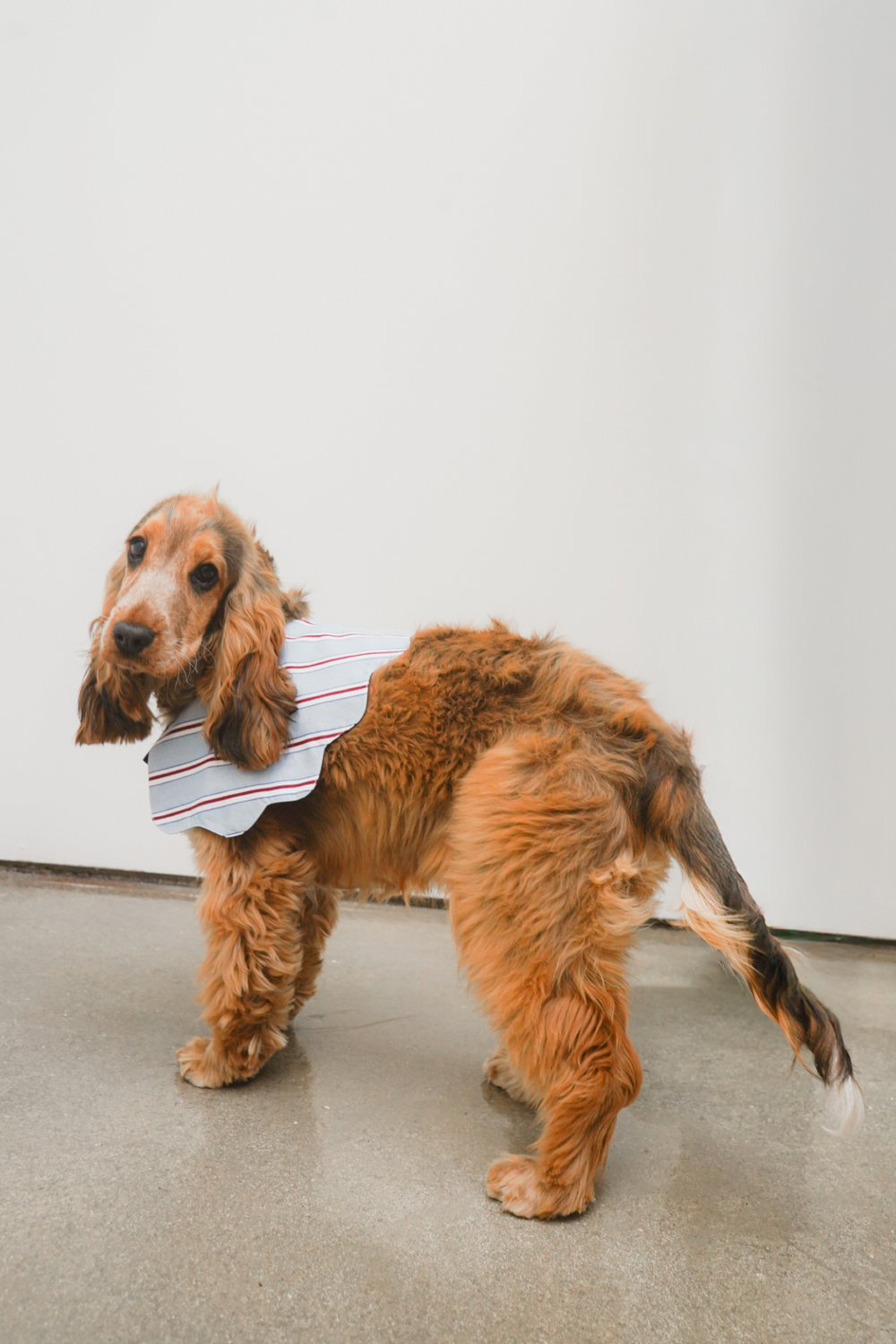 blue stripe dog collar