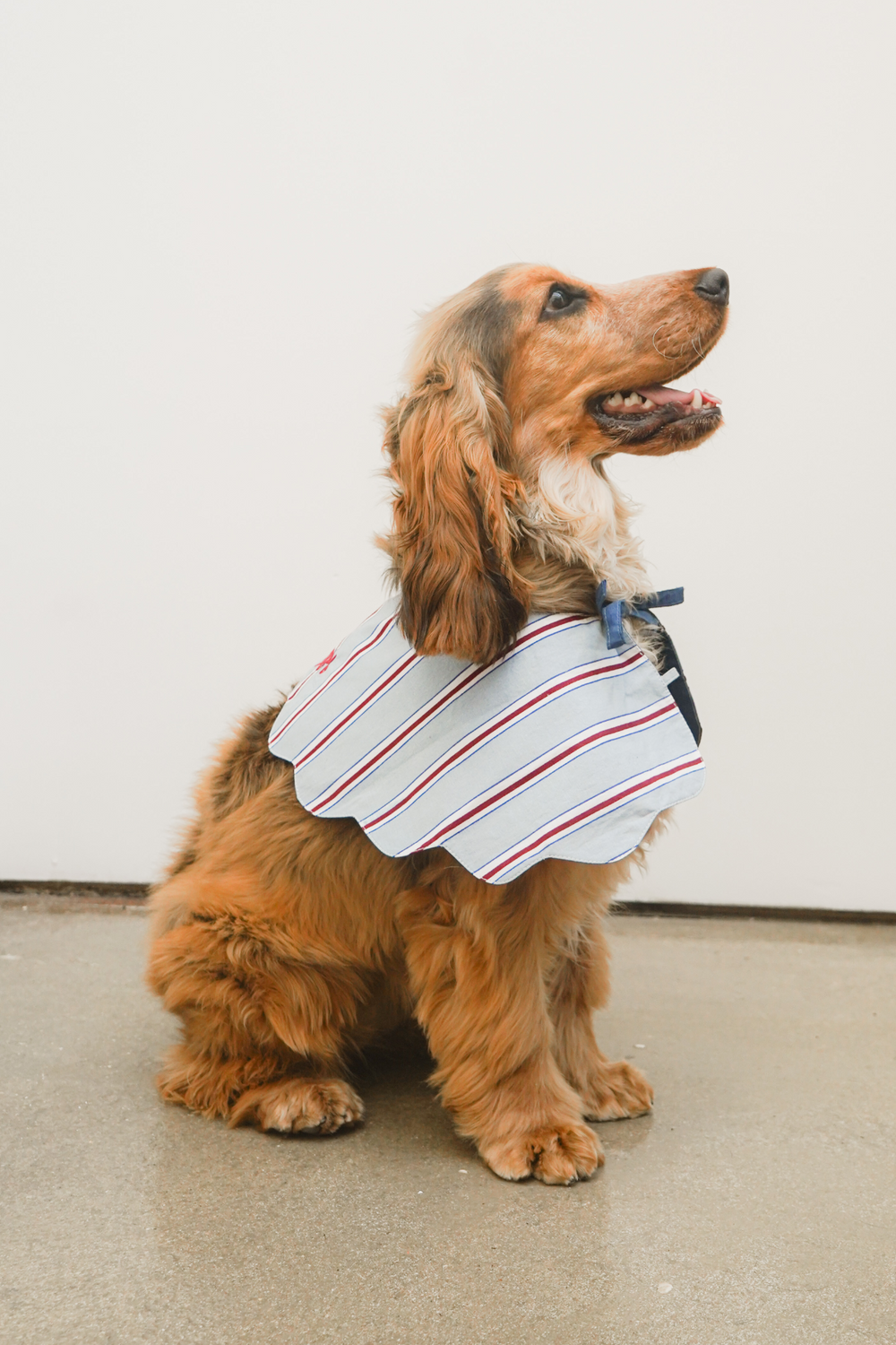 blue stripe dog collar