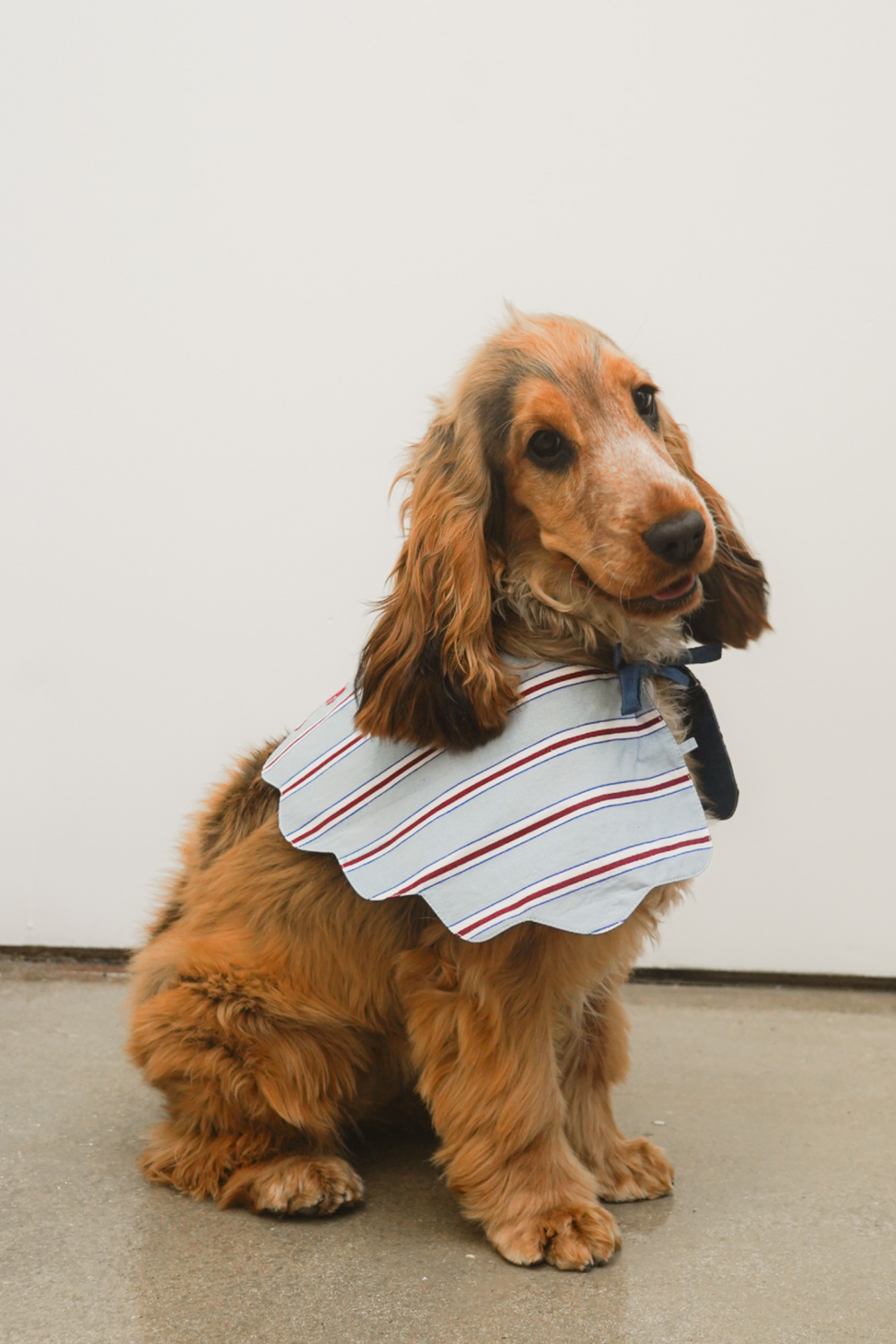 blue stripe dog collar