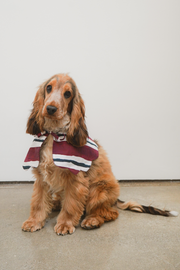 burgundy stripe dog collar