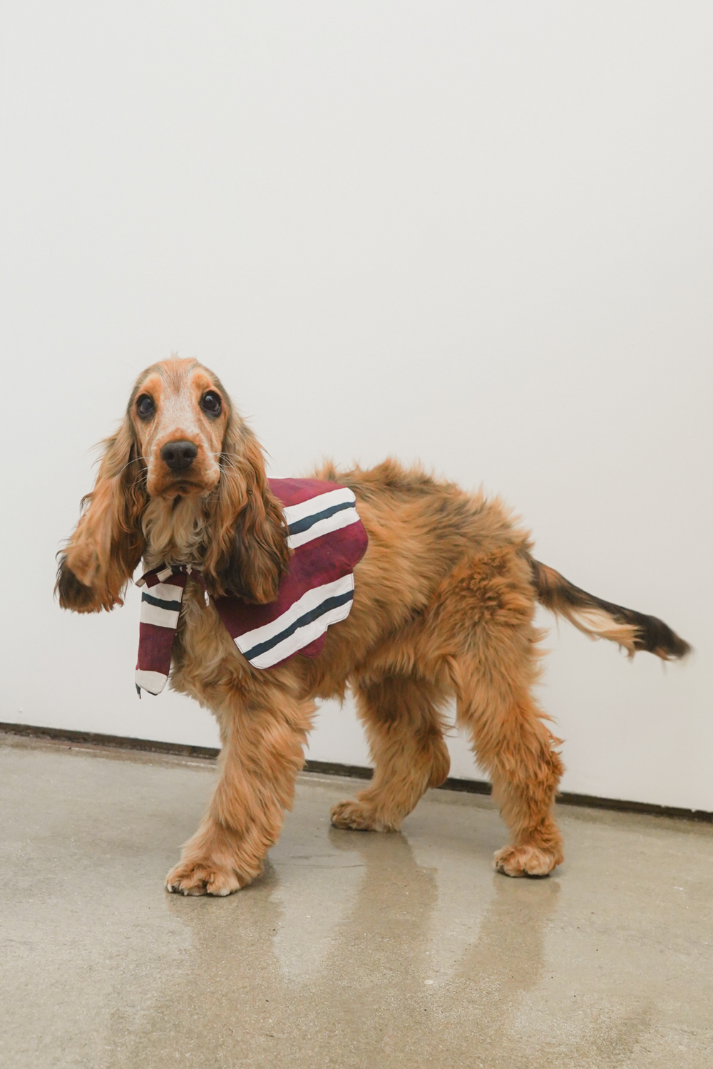 burgundy stripe dog collar